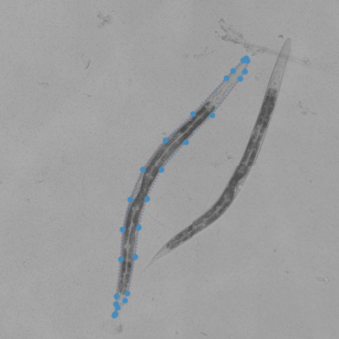 C.Elegans